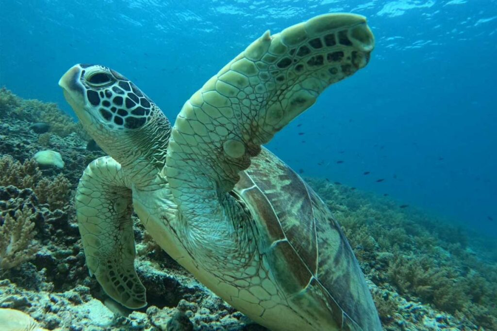 voir-tortue-gili-meno